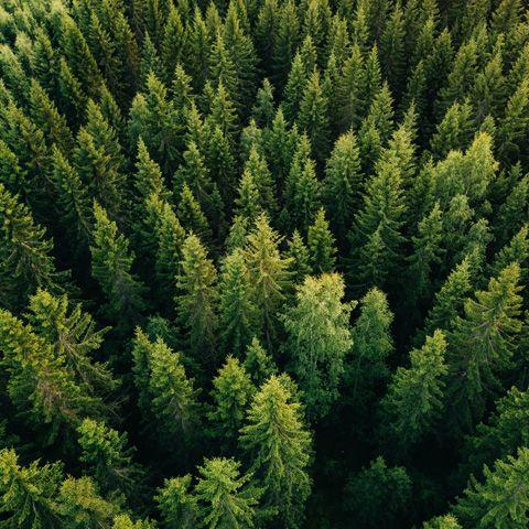 COIM presenta il bilancio di sostenibilità ambientale
